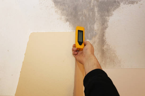 Best Post-Construction Mold Inspection  in Boynton Beach, FL