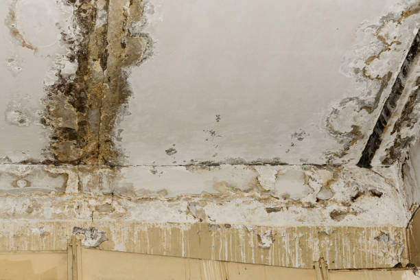 Boynton Beach, FL Mold Removal Company