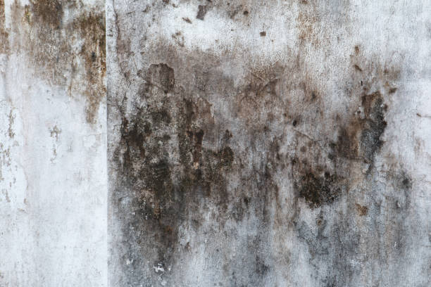 Best Attic Mold Removal  in Boynton Beach, FL