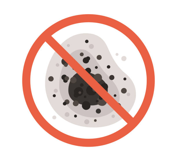 Best Mold Damage Restoration  in Boynton Beach, FL