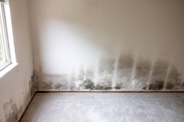 Best Environmental Consulting for Mold Prevention  in Boynton Beach, FL