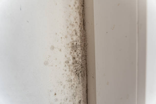Best Airborne Mold Testing  in Boynton Beach, FL